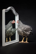 'Nice Pecks' Calendar 2013 featuring cockerels by the Happy Egg Company, Britain - 10 Dec 2012