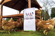 'Nice Pecks' Calendar 2013 featuring cockerels by the Happy Egg Company, Britain - 10 Dec 2012