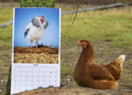 'Nice Pecks' Calendar 2013 featuring cockerels by the Happy Egg Company, Britain - 10 Dec 2012
