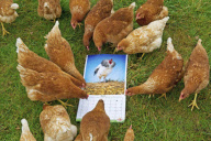 'Nice Pecks' Calendar 2013 featuring cockerels by the Happy Egg Company, Britain - 10 Dec 2012