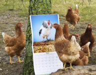 'Nice Pecks' Calendar 2013 featuring cockerels by the Happy Egg Company, Britain - 10 Dec 2012
