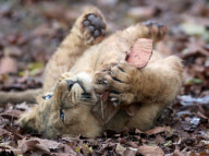 Baby lions play with Christmas presents at Paignton Zoo, Devon, Britain - 10 Dec 2012