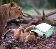 Baby lions play with Christmas presents at Paignton Zoo, Devon, Britain - 10 Dec 2012