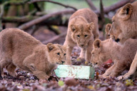 Baby lions play with Christmas presents at Paignton Zoo, Devon, Britain - 10 Dec 2012
