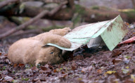 Baby lions play with Christmas presents at Paignton Zoo, Devon, Britain - 10 Dec 2012