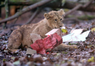 Baby lions play with Christmas presents at Paignton Zoo, Devon, Britain - 10 Dec 2012