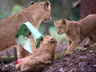 Baby lions play with Christmas presents at Paignton Zoo, Devon, Britain - 10 Dec 2012