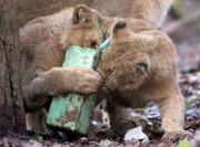 Baby lions play with Christmas presents at Paignton Zoo, Devon, Britain - 10 Dec 2012