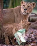 Baby lions play with Christmas presents at Paignton Zoo, Devon, Britain - 10 Dec 2012