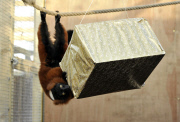 Animals open Christmas presents at Bristol Zoo, Britain - 11 Dec 2012