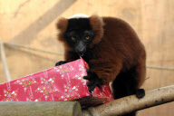Animals open Christmas presents at Bristol Zoo, Britain - 11 Dec 2012