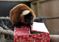 Animals open Christmas presents at Bristol Zoo, Britain - 11 Dec 2012