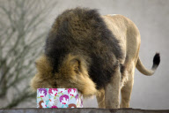 Festival treat for animals at London Zoo, London,Britain - 12 Dec 2012