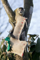 Festival treat for animals at London Zoo, London,Britain - 12 Dec 2012