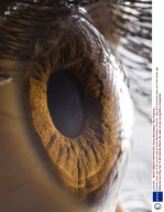 Extreme close ups of the human eye by Suren Manvelyan, Armenia - Sep 2010