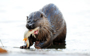 Otter catches and eats a fish by the River Bure, Norfolk, Britain - 12 Dec 2012