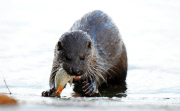 Otter catches and eats a fish by the River Bure, Norfolk, Britain - 12 Dec 2012