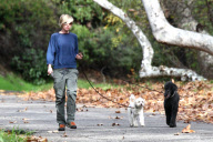 Portia de Rossi takes the dogs for an afternoon stroll