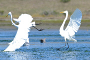 Great egrets fight for the best fishing spots, Elkhorn Slough, Moss Landing, California, America -  Apr 2012