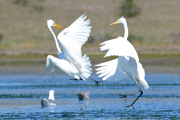 Great egrets fight for the best fishing spots, Elkhorn Slough, Moss Landing, California, America -  Apr 2012