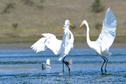 Great egrets fight for the best fishing spots, Elkhorn Slough, Moss Landing, California, America -  Apr 2012