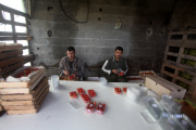 Strawberriy farming in Gaza Strip