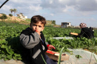 Strawberriy farming in Gaza Strip