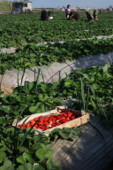 Strawberriy farming in Gaza Strip