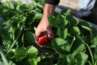 Strawberriy farming in Gaza Strip