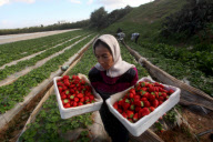 Strawberriy farming in Gaza Strip