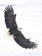 Bald eagles aerial combat, Haines, Alaska, America - Nov 2012
