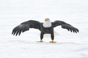 Bald eagles aerial combat, Haines, Alaska, America - Nov 2012