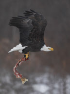 Bald eagles aerial combat, Haines, Alaska, America - Nov 2012