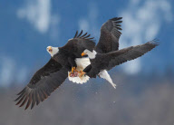Bald eagles aerial combat, Haines, Alaska, America - Nov 2012