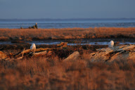 Canada: Arctic Owls in Boundary Bay Regional Park