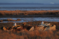 Canada: Arctic Owls in Boundary Bay Regional Park