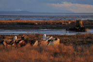Canada: Arctic Owls in Boundary Bay Regional Park