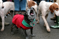 Boxing Day Fox Hunt