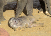 Der Zoo Hannover präsentiert sein Elefantenjunges