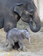 Der Zoo Hannover präsentiert sein Elefantenjunges