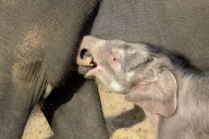 Der Zoo Hannover präsentiert sein Elefantenjunges