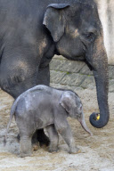 Der Zoo Hannover präsentiert sein Elefantenjunges