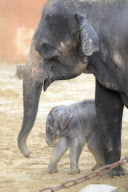 Der Zoo Hannover präsentiert sein Elefantenjunges