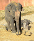 Der Zoo Hannover präsentiert sein Elefantenjunges