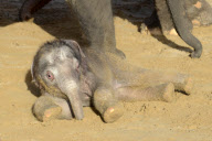 Der Zoo Hannover präsentiert sein Elefantenjunges