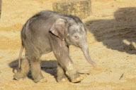 Der Zoo Hannover präsentiert sein Elefantenjunges