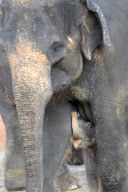 Der Zoo Hannover präsentiert sein Elefantenjunges