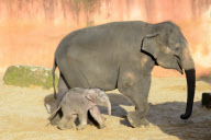 Der Zoo Hannover präsentiert sein Elefantenjunges