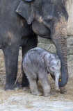 Der Zoo Hannover präsentiert sein Elefantenjunges