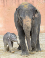 Der Zoo Hannover präsentiert sein Elefantenjunges